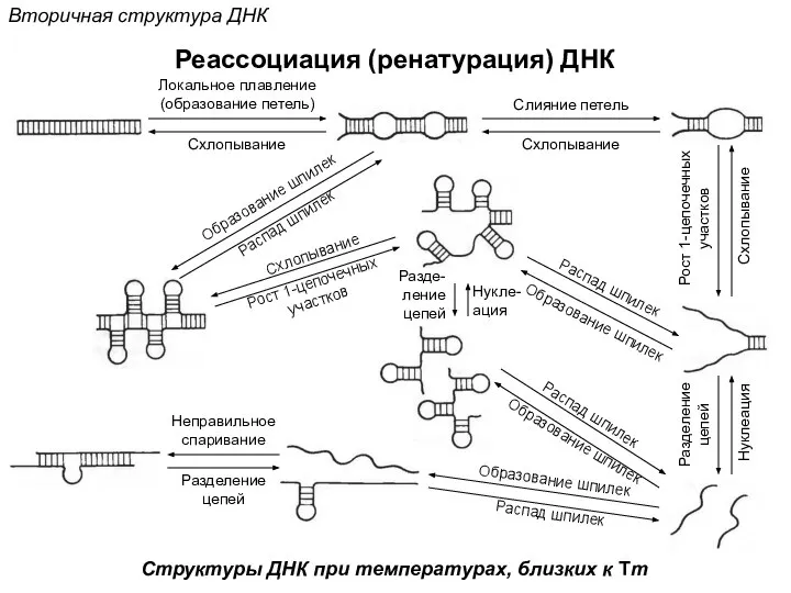 Реассоциация (ренатурация) ДНК Вторичная структура ДНК Локальное плавление (образование петель) Схлопывание