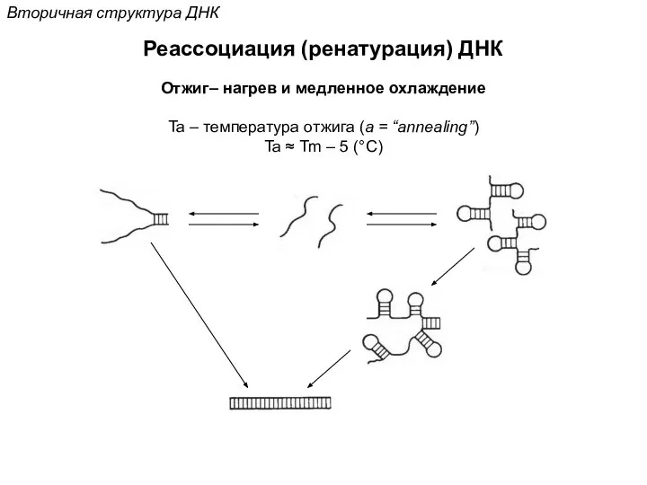 Реассоциация (ренатурация) ДНК Вторичная структура ДНК Отжиг– нагрев и медленное охлаждение