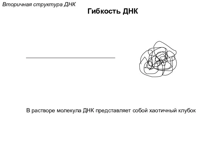 Гибкость ДНК Вторичная структура ДНК В растворе молекула ДНК представляет собой хаотичный клубок