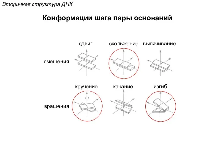 Вторичная структура ДНК Конформации шага пары оснований