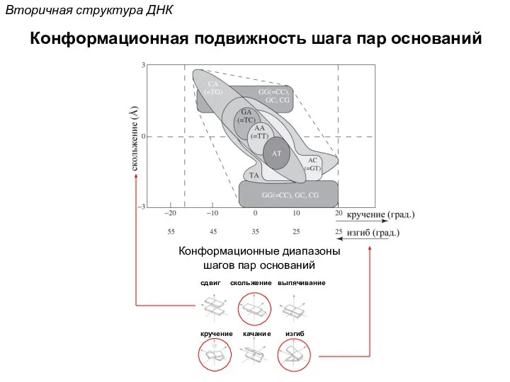 Конформационные диапазоны шагов пар оснований Вторичная структура ДНК Конформационная подвижность шага пар оснований