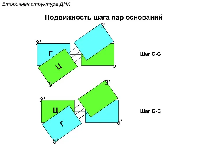 5’ Вторичная структура ДНК Подвижность шага пар оснований 3’ Г Ц