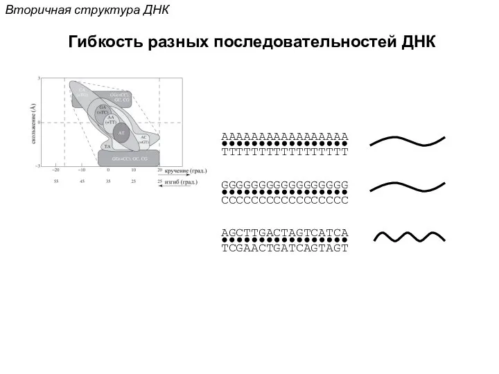 Вторичная структура ДНК Гибкость разных последовательностей ДНК AAAAAAAAAAAAAAAAA TTTTTTTTTTTTTTTTT GGGGGGGGGGGGGGGGG CCCCCCCCCCCCCCCCC AGCTTGACTAGTCATCA TCGAACTGATCAGTAGT