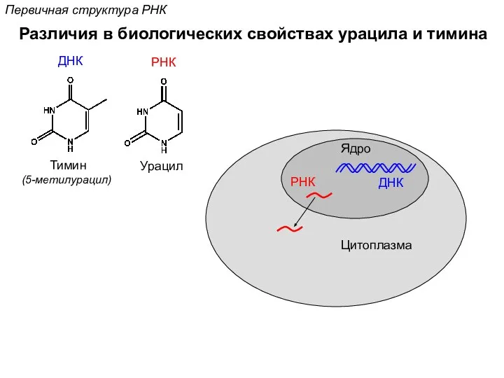 Различия в биологических свойствах урацила и тимина Первичная структура РНК Ядро