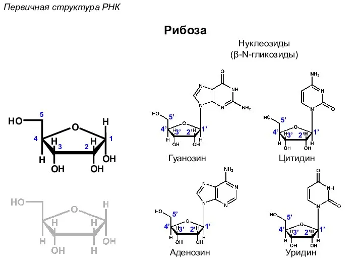 Рибоза 1 2 3 4 5 1’ 2’ 3’ 4’ 5’