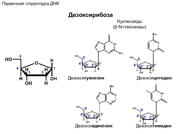 Дезоксирибоза 1 2 3 4 5 1’ 2’ 3’ 4’ 5’