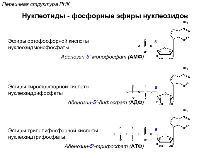 Нуклеотиды - фосфорные эфиры нуклеозидов Эфиры ортофосфорной кислоты нуклеозидмонофосфаты Аденозин-5’-монофосфат (АМФ)
