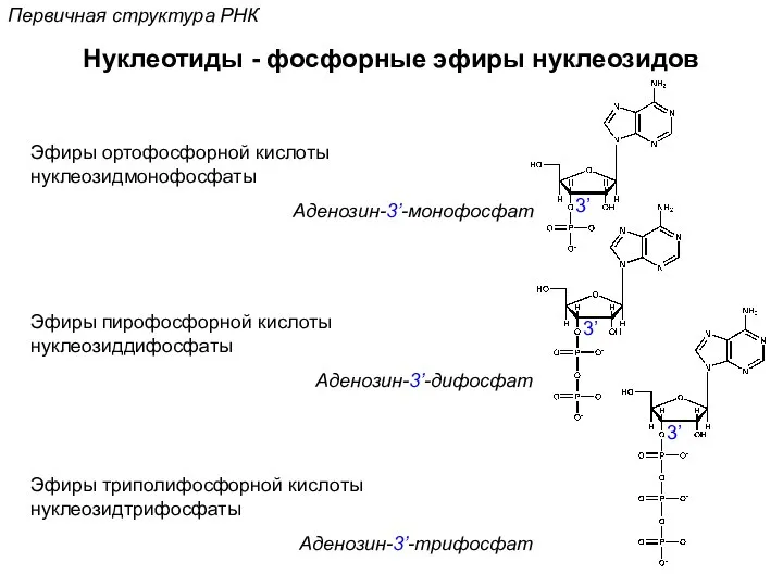 Первичная структура РНК Нуклеотиды - фосфорные эфиры нуклеозидов Эфиры ортофосфорной кислоты