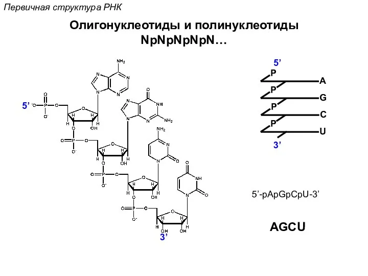 P C Первичная структура РНК Олигонуклеотиды и полинуклеотиды NpNpNpNpN… 5’ 3’