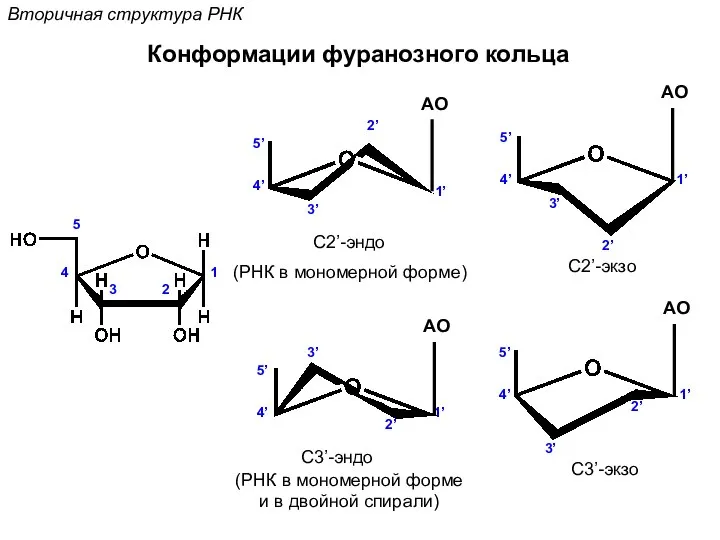 Вторичная структура РНК Конформации фуранозного кольца 1 2 3 4 5