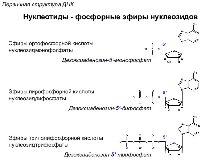 Нуклеотиды - фосфорные эфиры нуклеозидов Эфиры ортофосфорной кислоты нуклеозидмонофосфаты Дезоксиаденозин-5’-монофосфат Дезоксиаденозин-5’-дифосфат