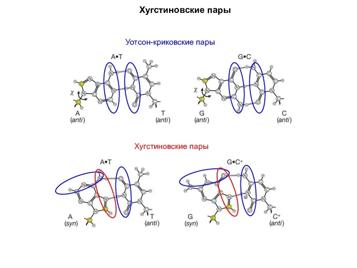 Хугстиновские пары Уотсон-криковские пары Хугстиновские пары