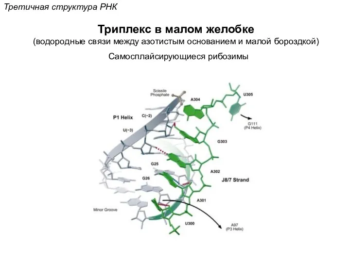 Третичная структура РНК Триплекс в малом желобке (водородные связи между азотистым