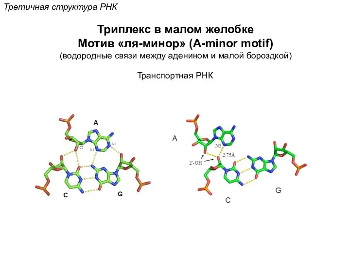 Третичная структура РНК Триплекс в малом желобке Мотив «ля-минор» (A-minor motif)