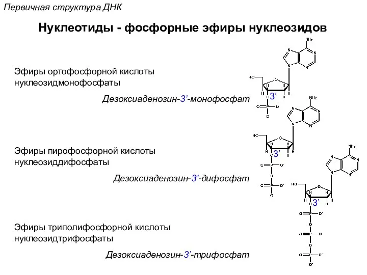 Первичная структура ДНК Нуклеотиды - фосфорные эфиры нуклеозидов Эфиры ортофосфорной кислоты