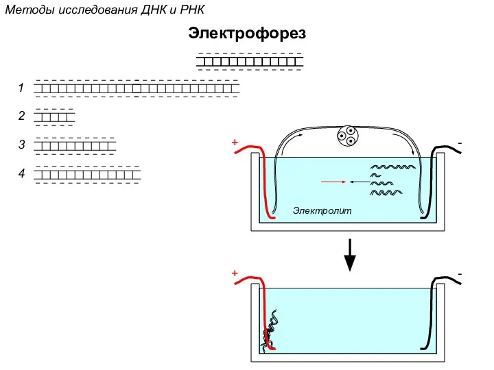 Методы исследования ДНК и РНК Электрофорез 1 2 3 4 + - + - Электролит