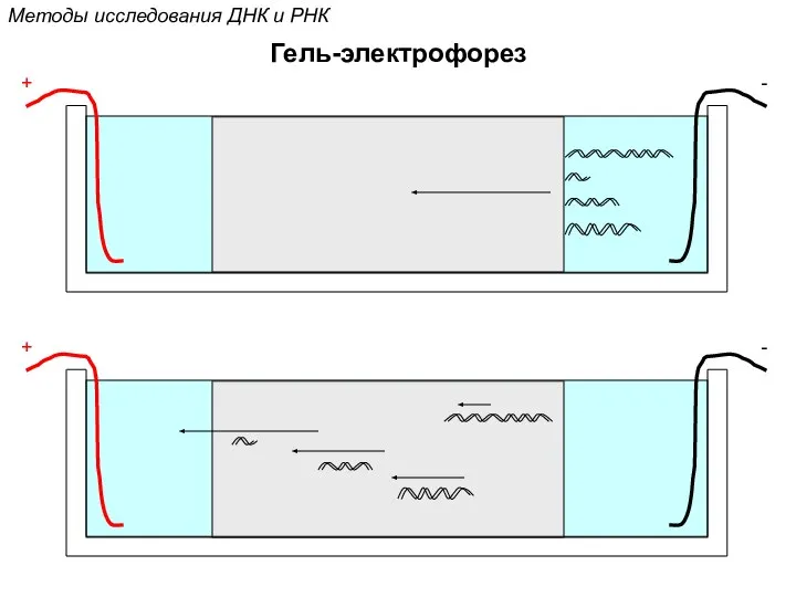 Методы исследования ДНК и РНК Гель-электрофорез + - + -