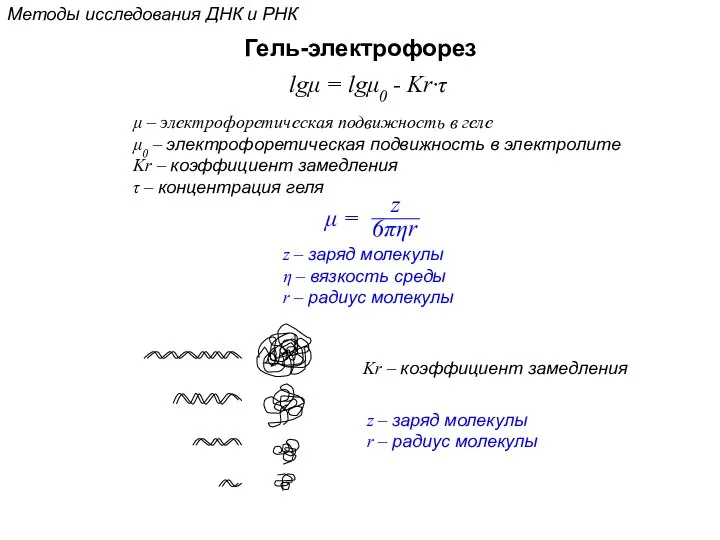 Методы исследования ДНК и РНК Гель-электрофорез lgμ = lgμ0 - Kr·τ