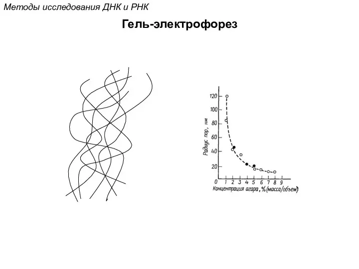 Методы исследования ДНК и РНК Гель-электрофорез