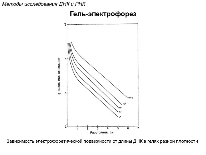 Методы исследования ДНК и РНК Гель-электрофорез Зависимость электрофоретической подвижности от длины ДНК в гелях разной плотности