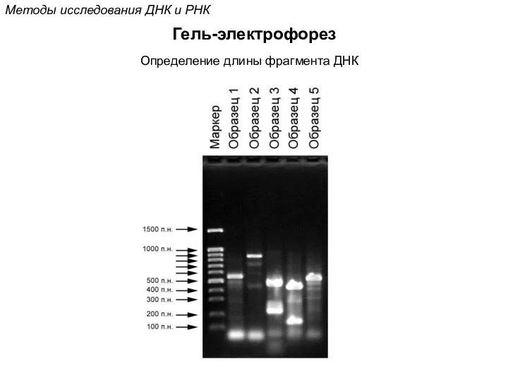 Методы исследования ДНК и РНК Гель-электрофорез Определение длины фрагмента ДНК