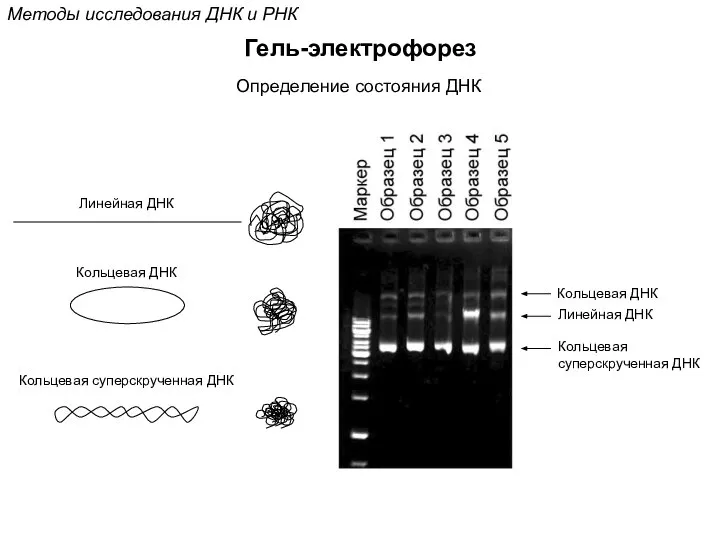 Методы исследования ДНК и РНК Гель-электрофорез Определение состояния ДНК Линейная ДНК