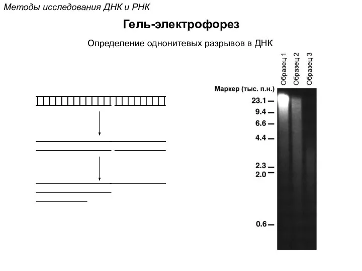 Методы исследования ДНК и РНК Гель-электрофорез Определение однонитевых разрывов в ДНК