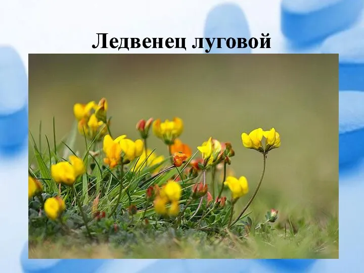 Ледвенец луговой