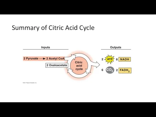 Summary of Citric Acid Cycle