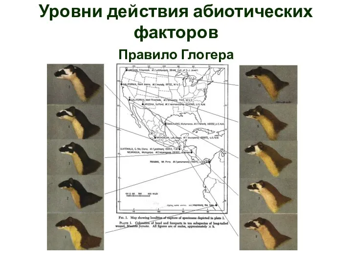Правило Глогера Уровни действия абиотических факторов
