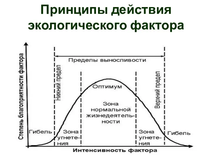 Принципы действия экологического фактора