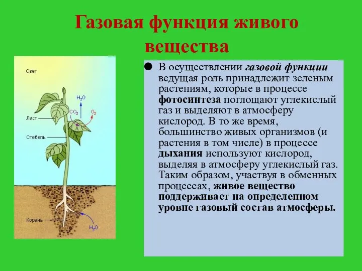 Газовая функция живого вещества В осуществлении газовой функции ведущая роль принадлежит