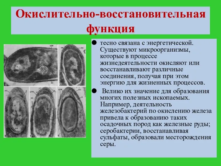 Окислительно-восстановительная функция тесно связана с энергетической. Существуют микроорганизмы, которые в процессе