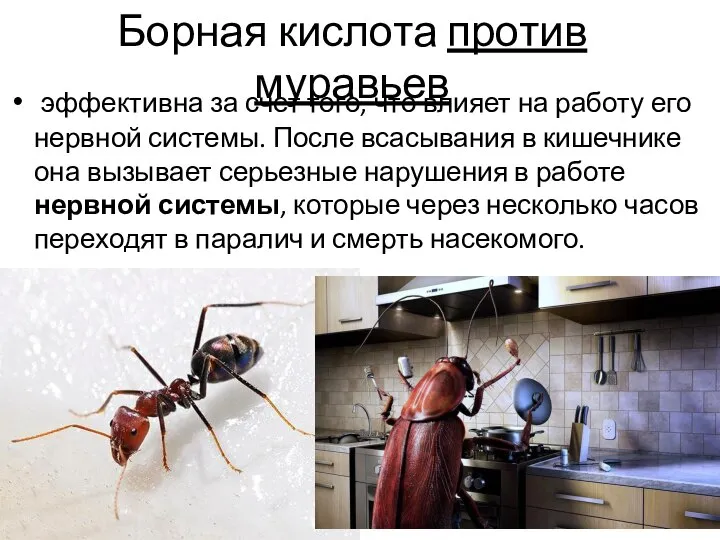 Борная кислота против муравьев эффективна за счет того, что влияет на