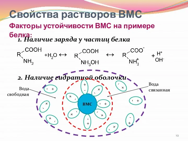 Свойства растворов ВМС Факторы устойчивости ВМС на примере белка: 1. Наличие