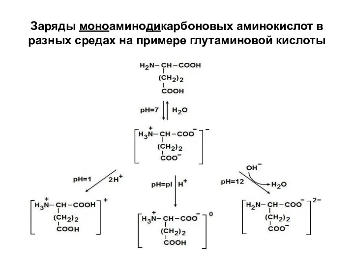 Заряды моноаминодикарбоновых аминокислот в разных средах на примере глутаминовой кислоты