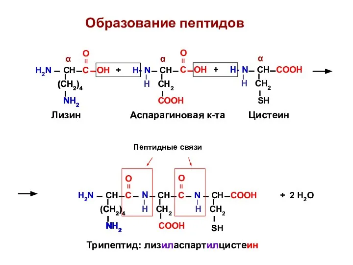 Образование пептидов H2N СН + 2 Н2О (СН2)4 NН2 (СН2)4 NН2