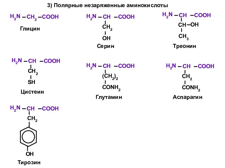 3) Полярные незаряженные аминокислоты