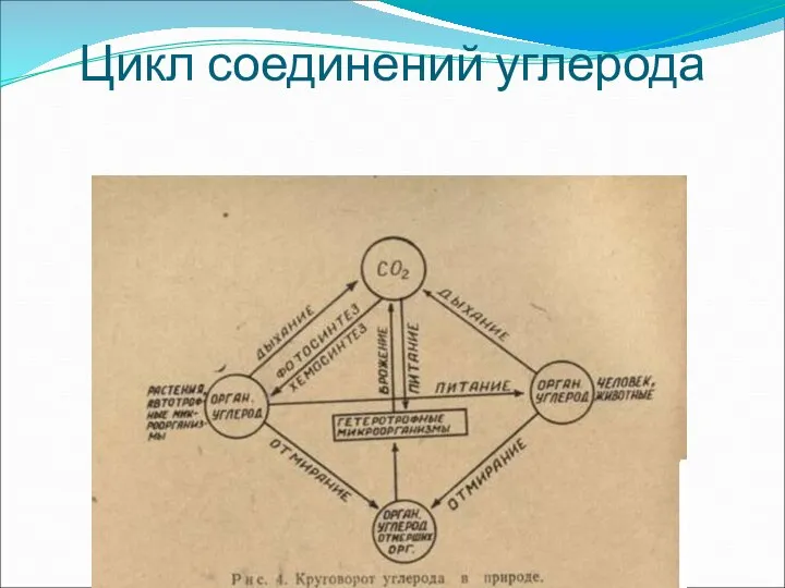 Цикл соединений углерода