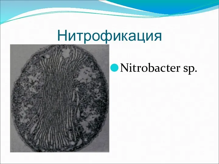 Нитрофикация Nitrobacter sp.