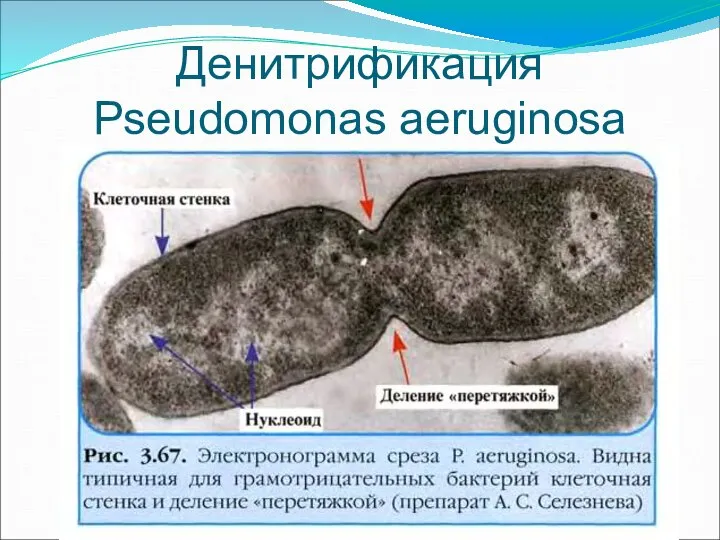 Денитрификация Pseudomonas aeruginosa