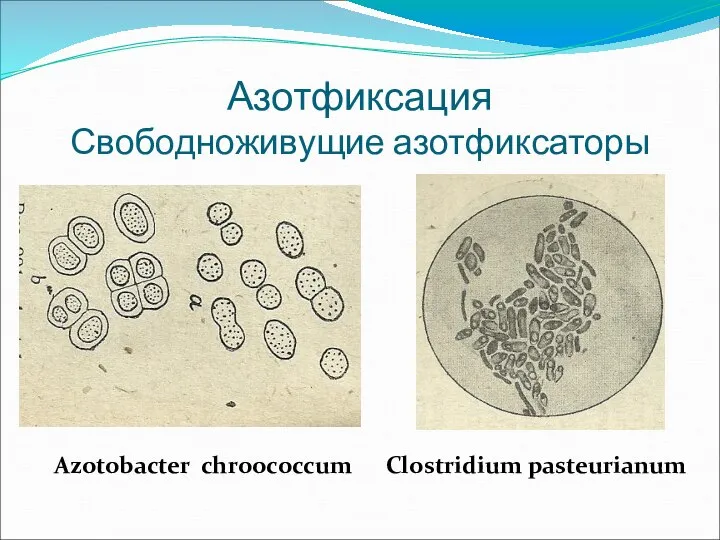 Азотфиксация Свободноживущие азотфиксаторы Azotobacter chroococcum Clostridium pasteurianum