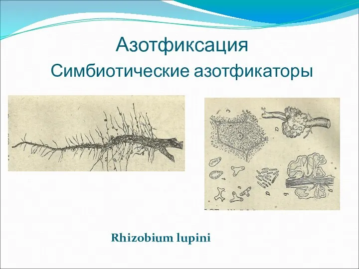 Азотфиксация Симбиотические азотфикаторы Rhizobium lupini