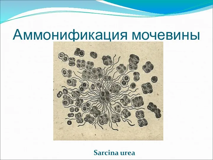 Аммонификация мочевины Sarcina urea