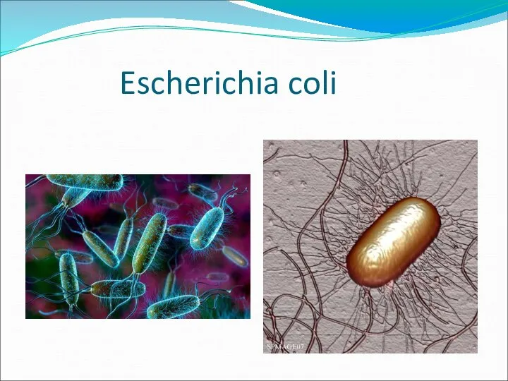 Escherichia coli