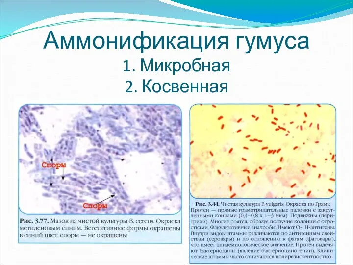 Аммонификация гумуса 1. Микробная 2. Косвенная