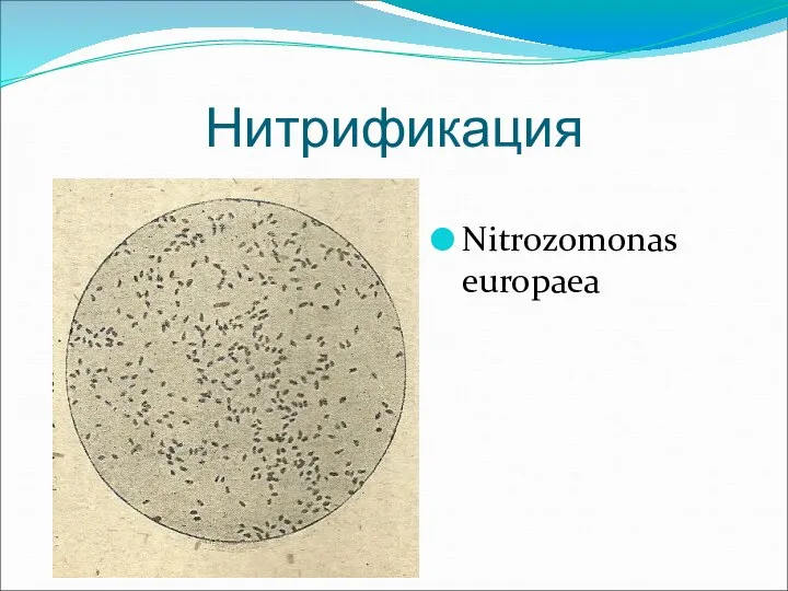 Нитрификация Nitrozomonas europaea