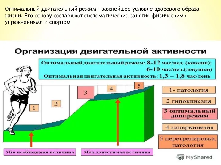 Оптимальный двигательный режим - важнейшее условие здорового образа жизни. Его основу