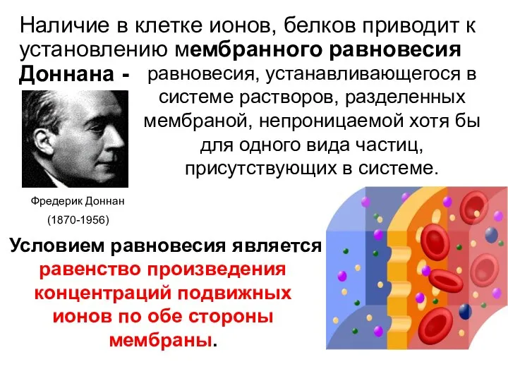 Наличие в клетке ионов, белков приводит к установлению мембранного равновесия Доннана