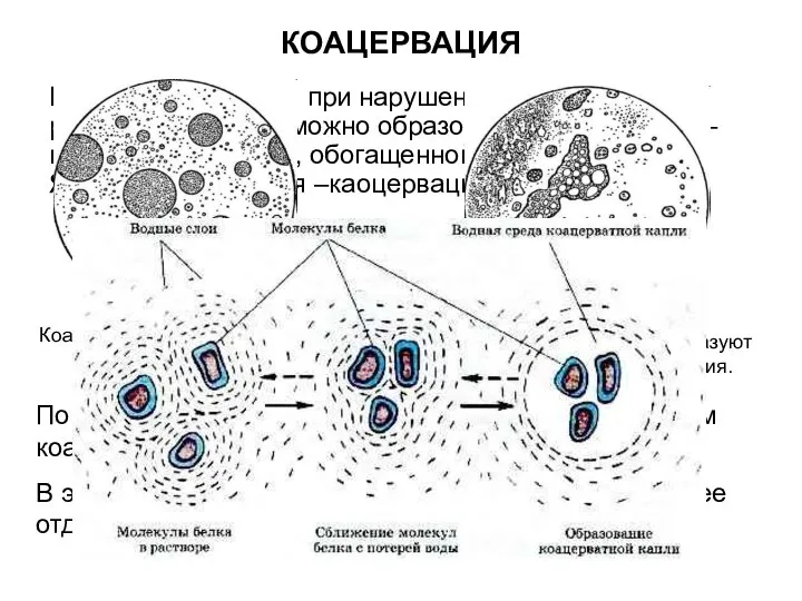 КОАЦЕРВАЦИЯ Кроме высаливания при нарушении устойчивости раствора белка возможно образование каоцервата